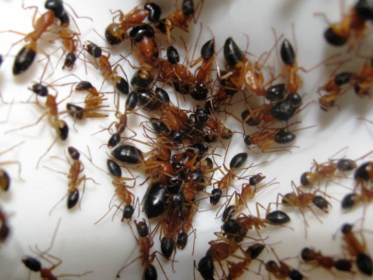 How to determine if your house is infested with ants