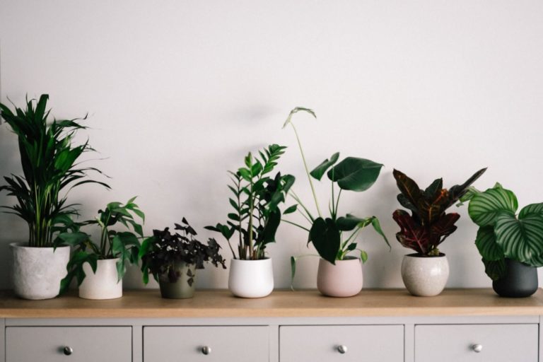 8 tips to help you take better care of house plants