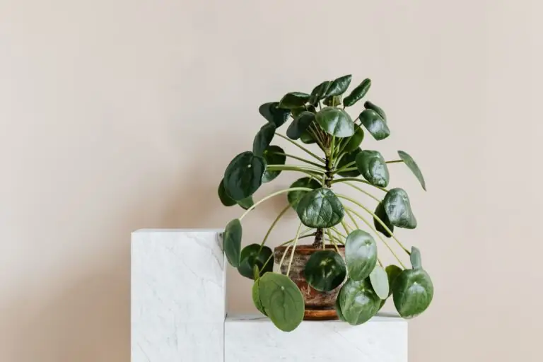 11 Houseplant Trends That Will Be Popular in 2024