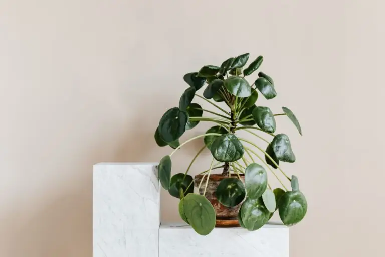 11 Houseplant Trends That Will Be Popular in 2025