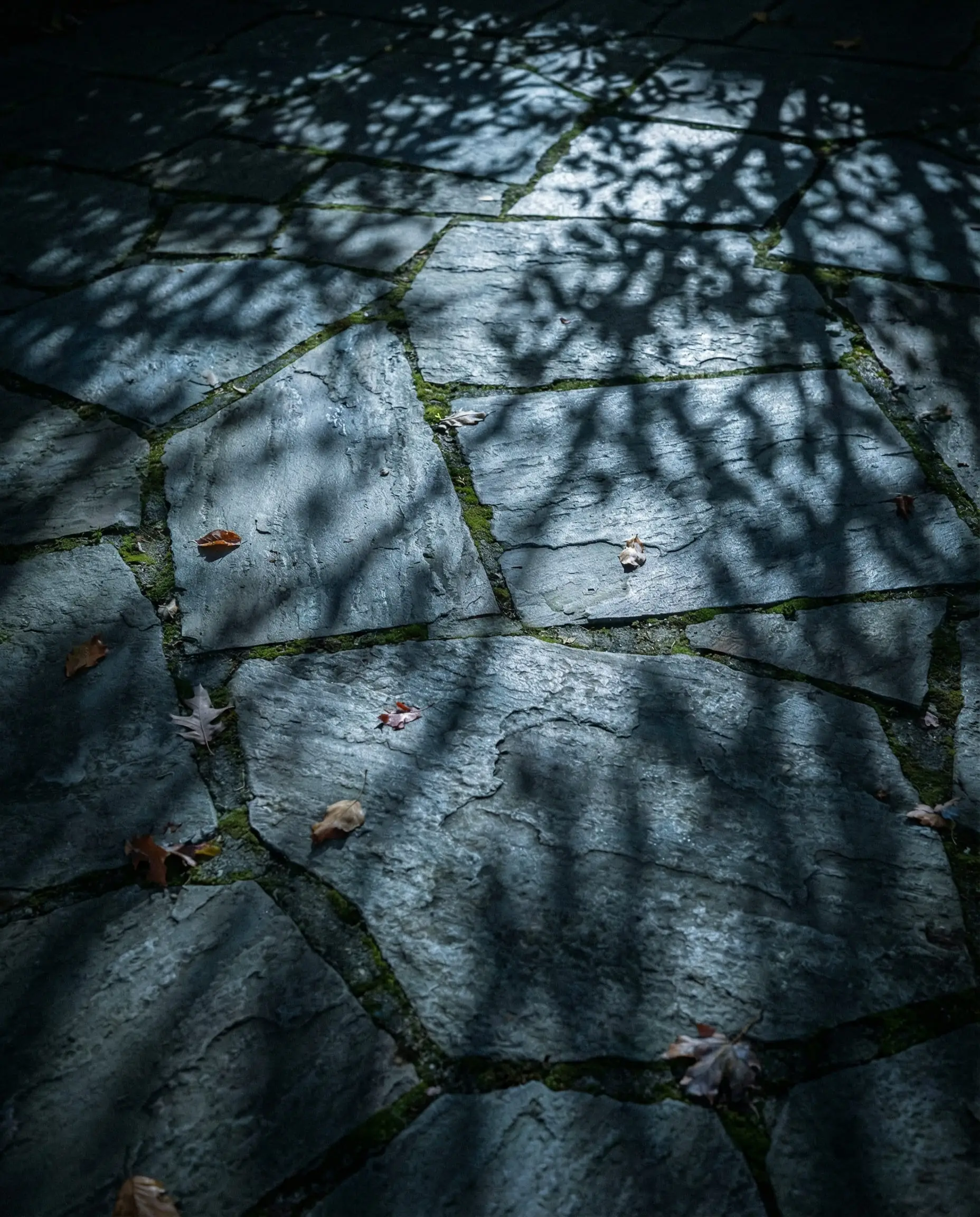 Shadows of leaves cast onto a stone patio floor by tree-mounted outdoor lights.