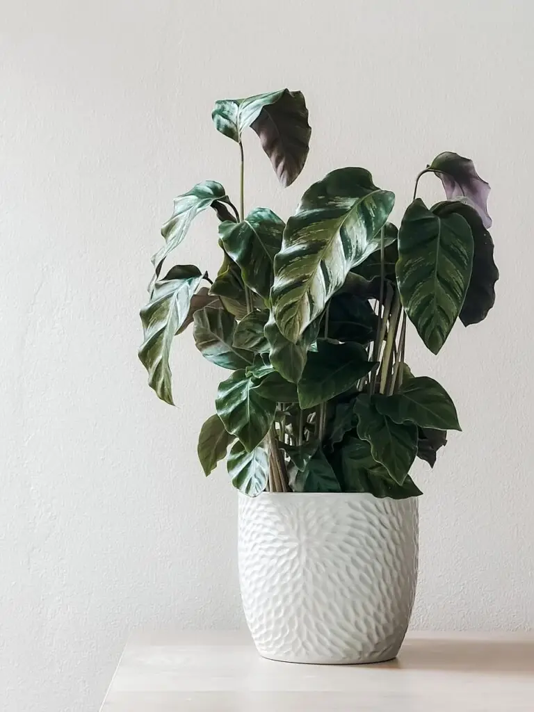 Transforming Your Home with Oversized Greenery: A Guide to Large Indoor Plants