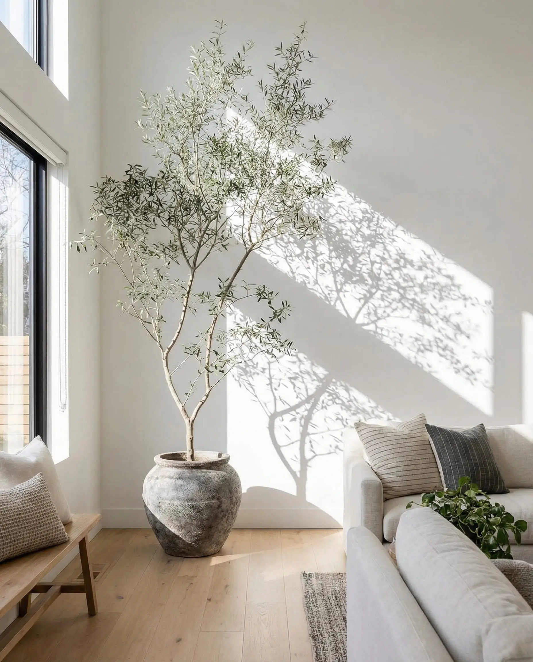 Tall Black Olive tree in a rustic pot in a bright living room corner.