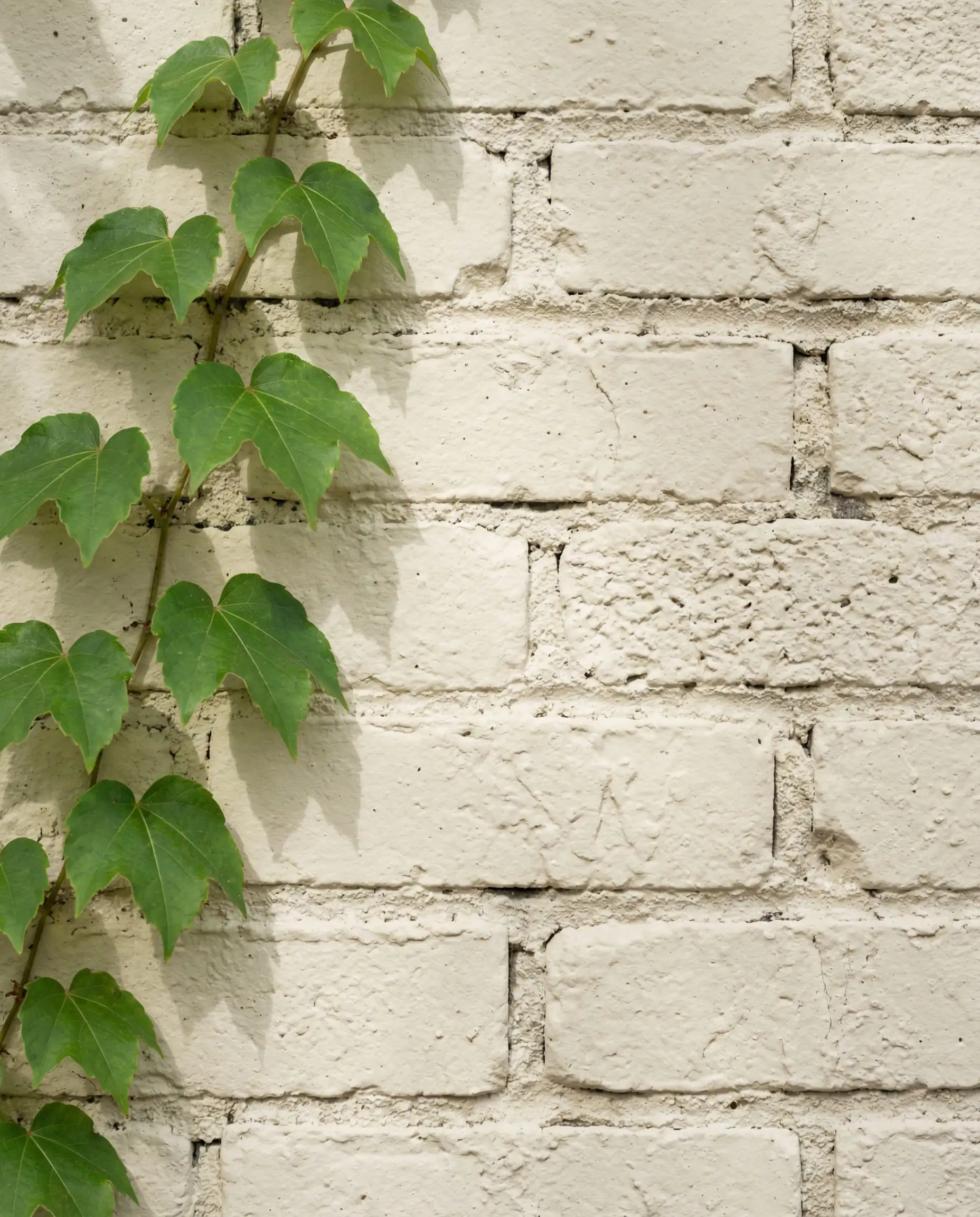 Textured brick wall painted in Sherwin-Williams Alabaster with climbing ivy.