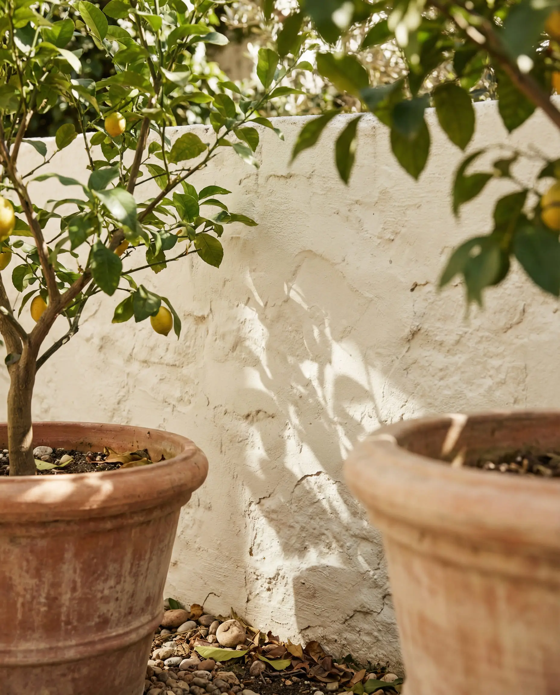 Garden wall painted in Sherwin-Williams Greek Villa behind a lemon tree.