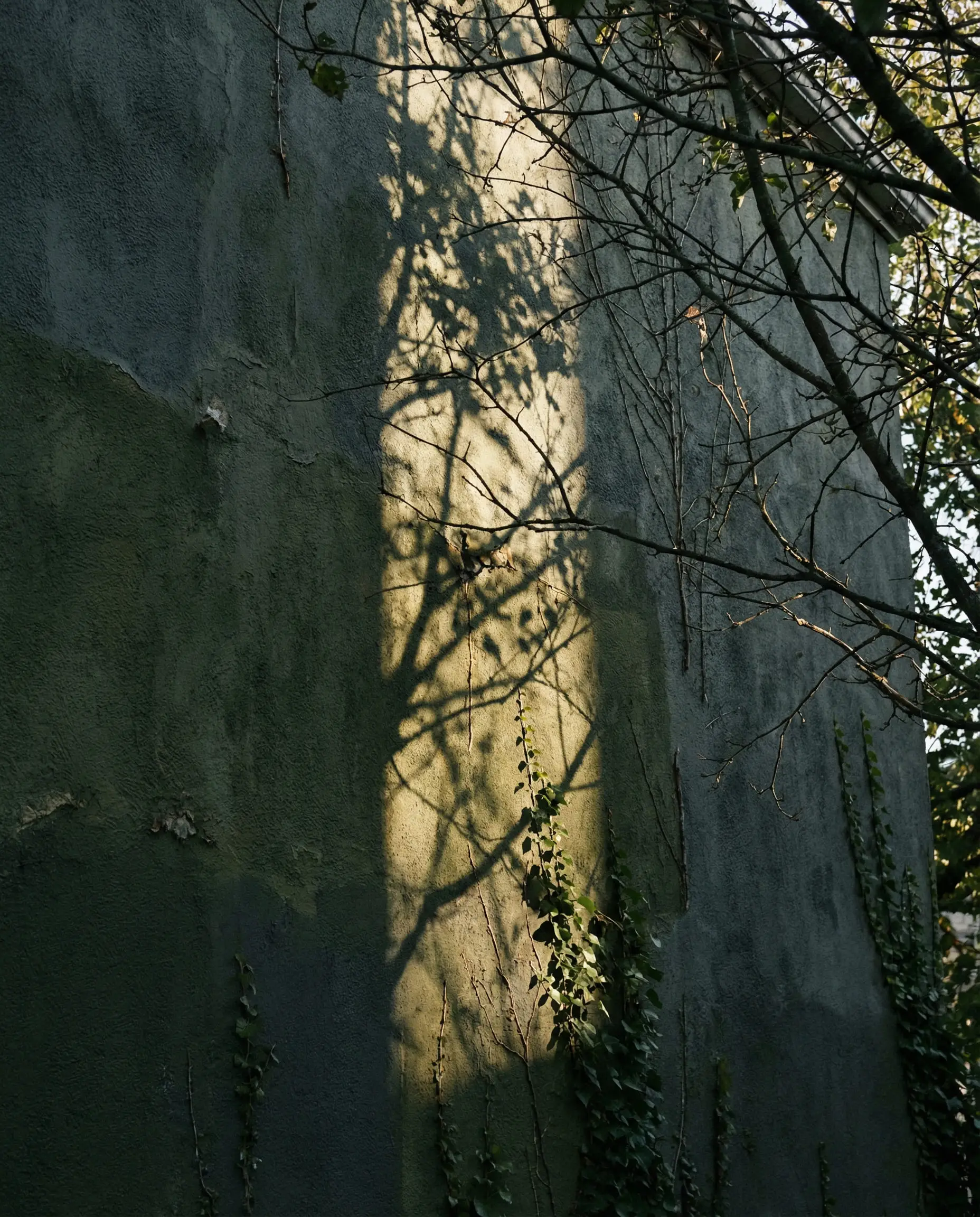 Wall of Sherwin-Williams Pewter Green illuminated by a shaft of sunlight.