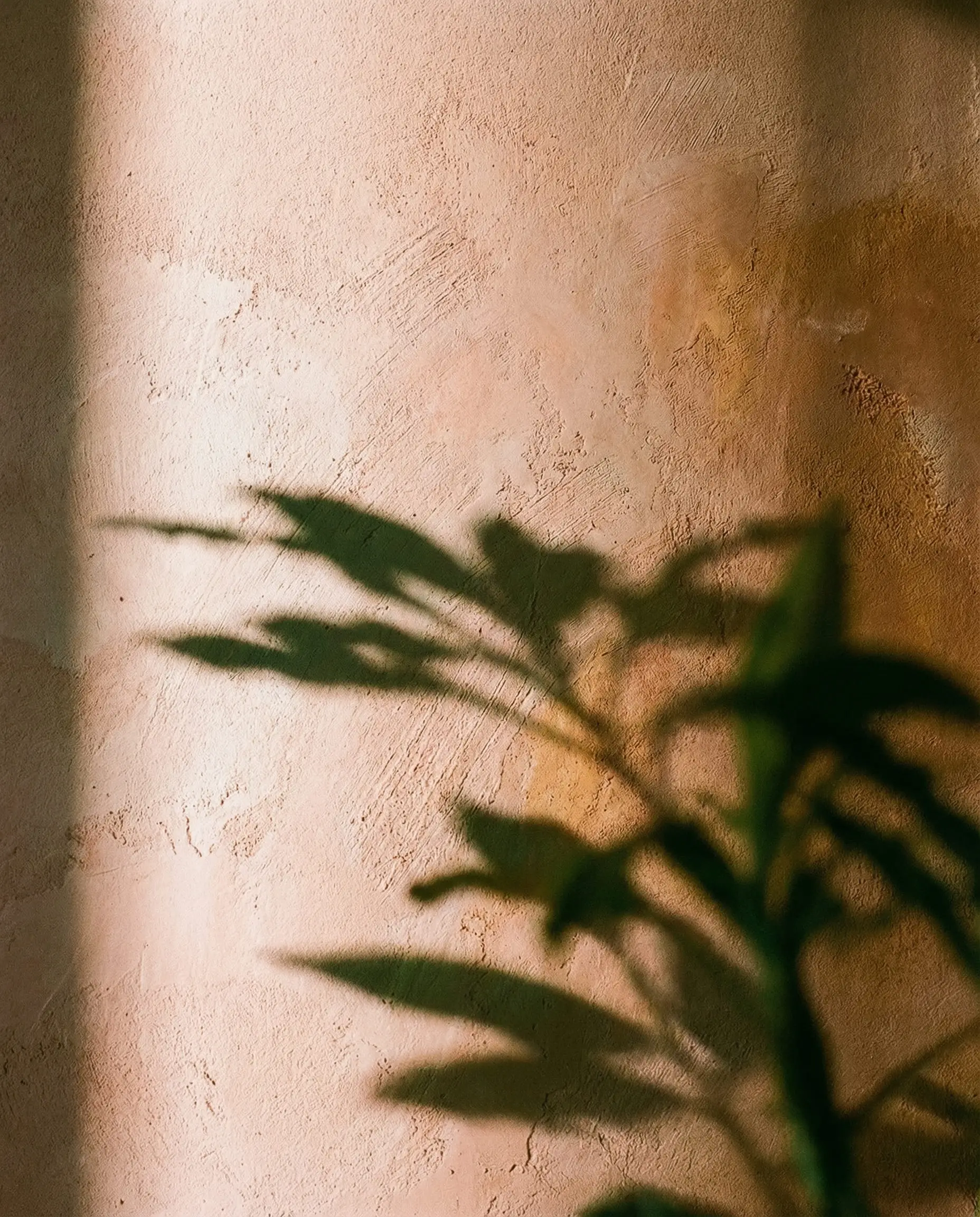 Close-up texture of terracotta colored limewash paint on a wall.