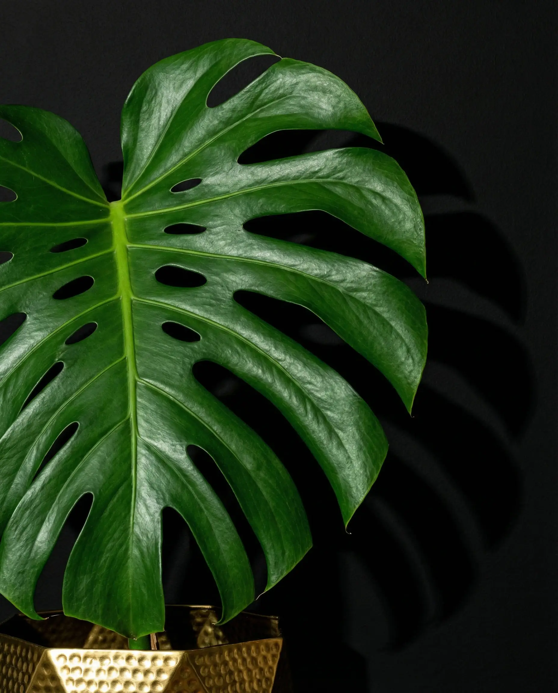Artistic close-up of a green monstera leaf against a matte black wall with a gold planter.