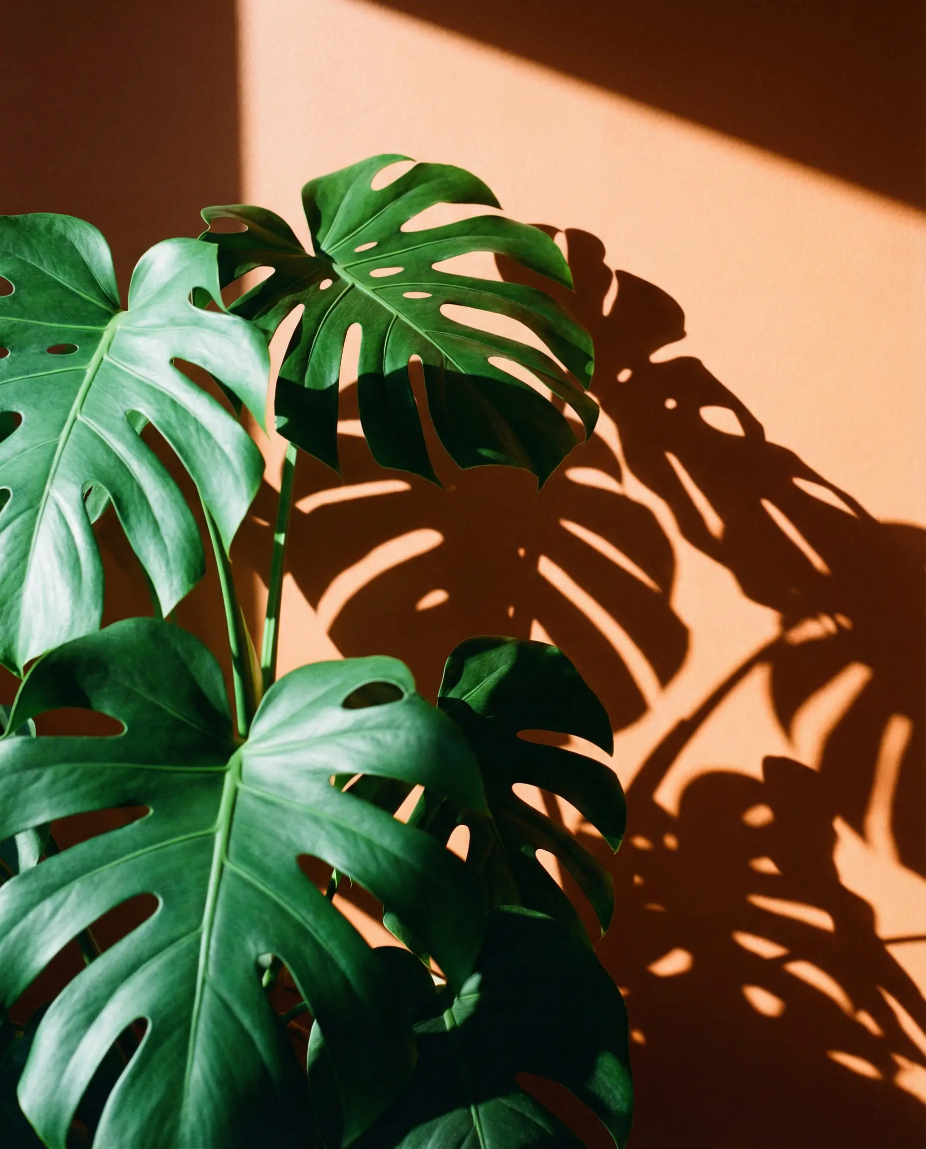 Close-up of lush green Monstera leaves casting artistic shadows on a sunlit burnt orange wall.