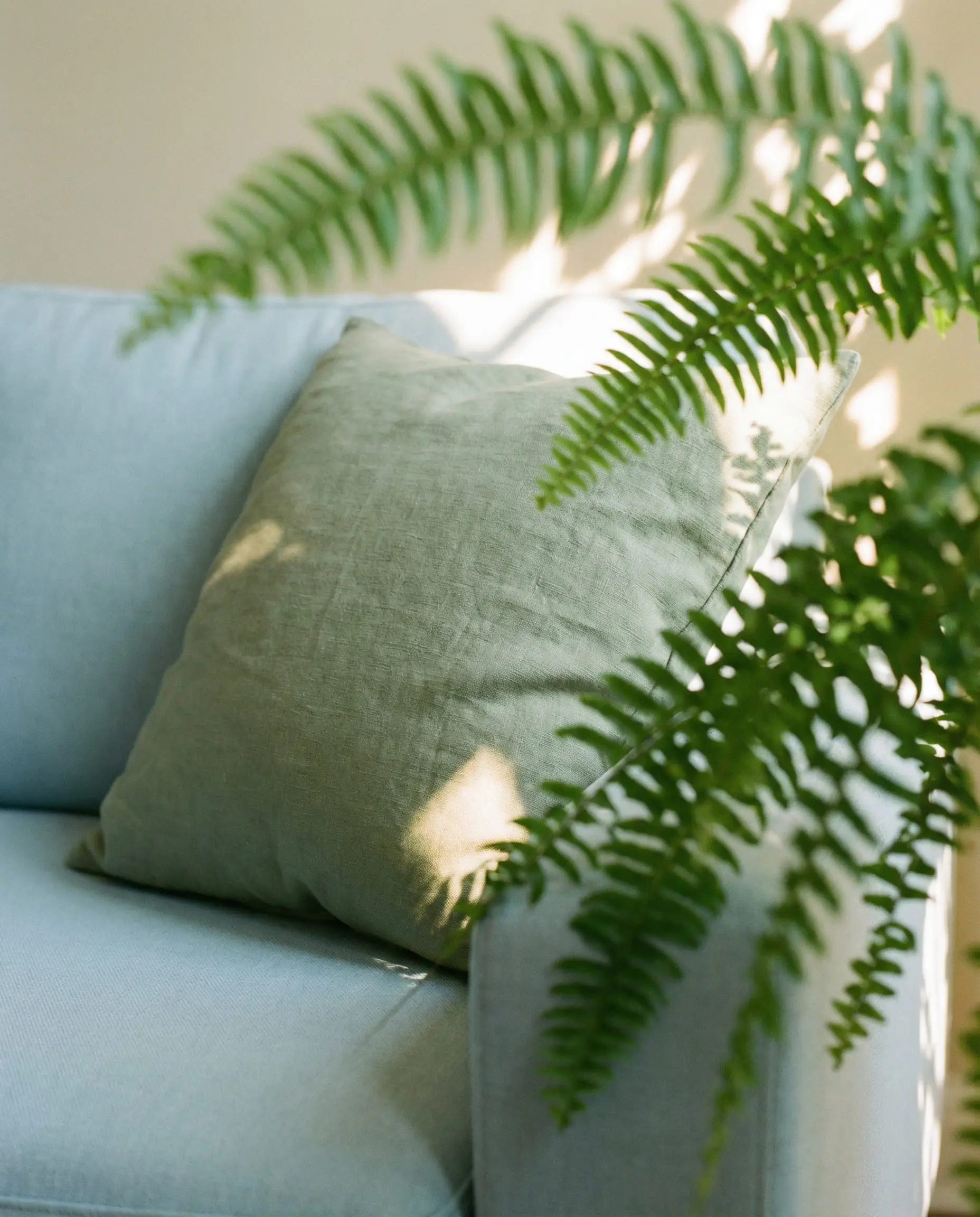 Soft sage green linen pillow on a light blue couch with fern background.