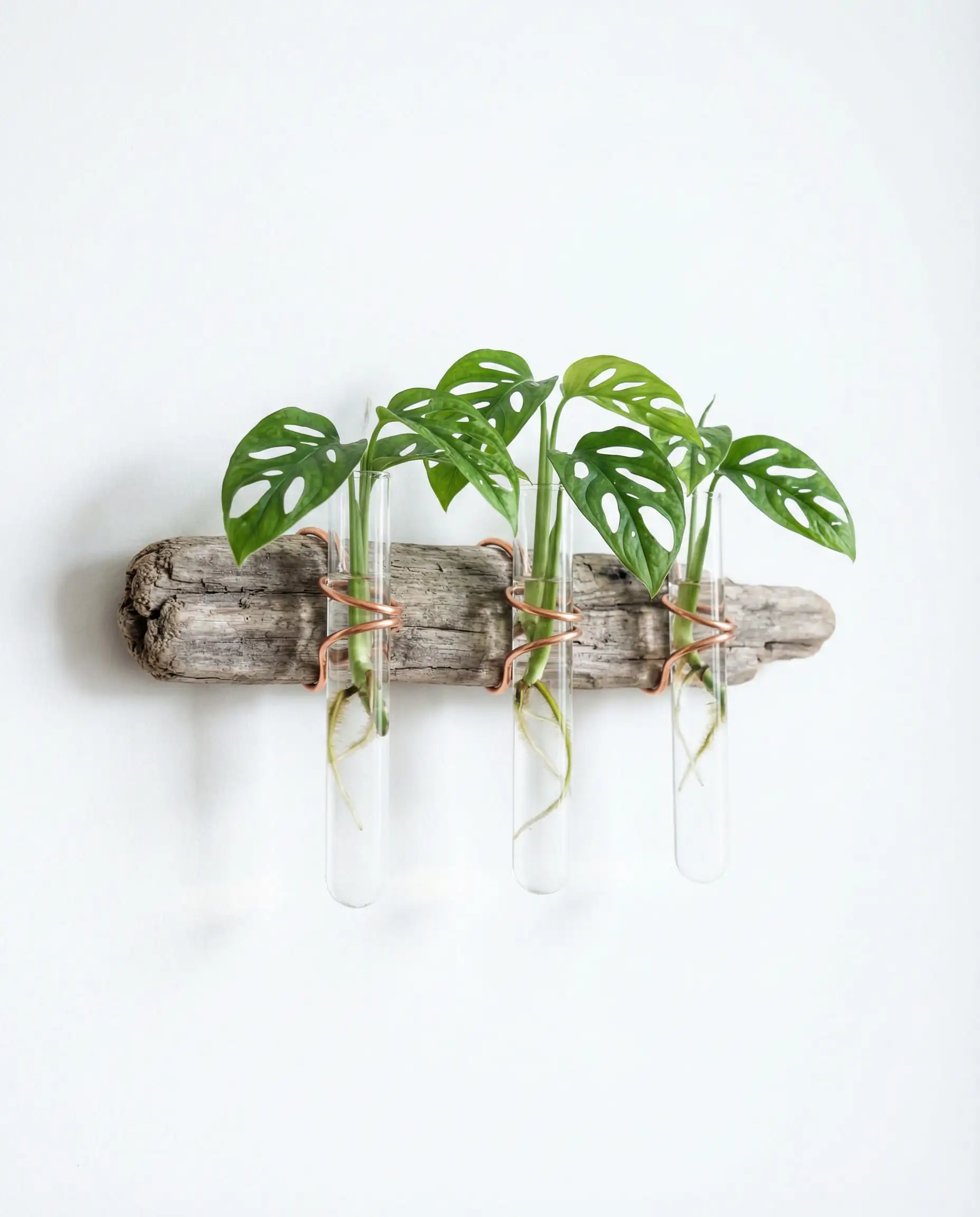 Driftwood wall mount with glass test tubes for propagating monstera plant cuttings.