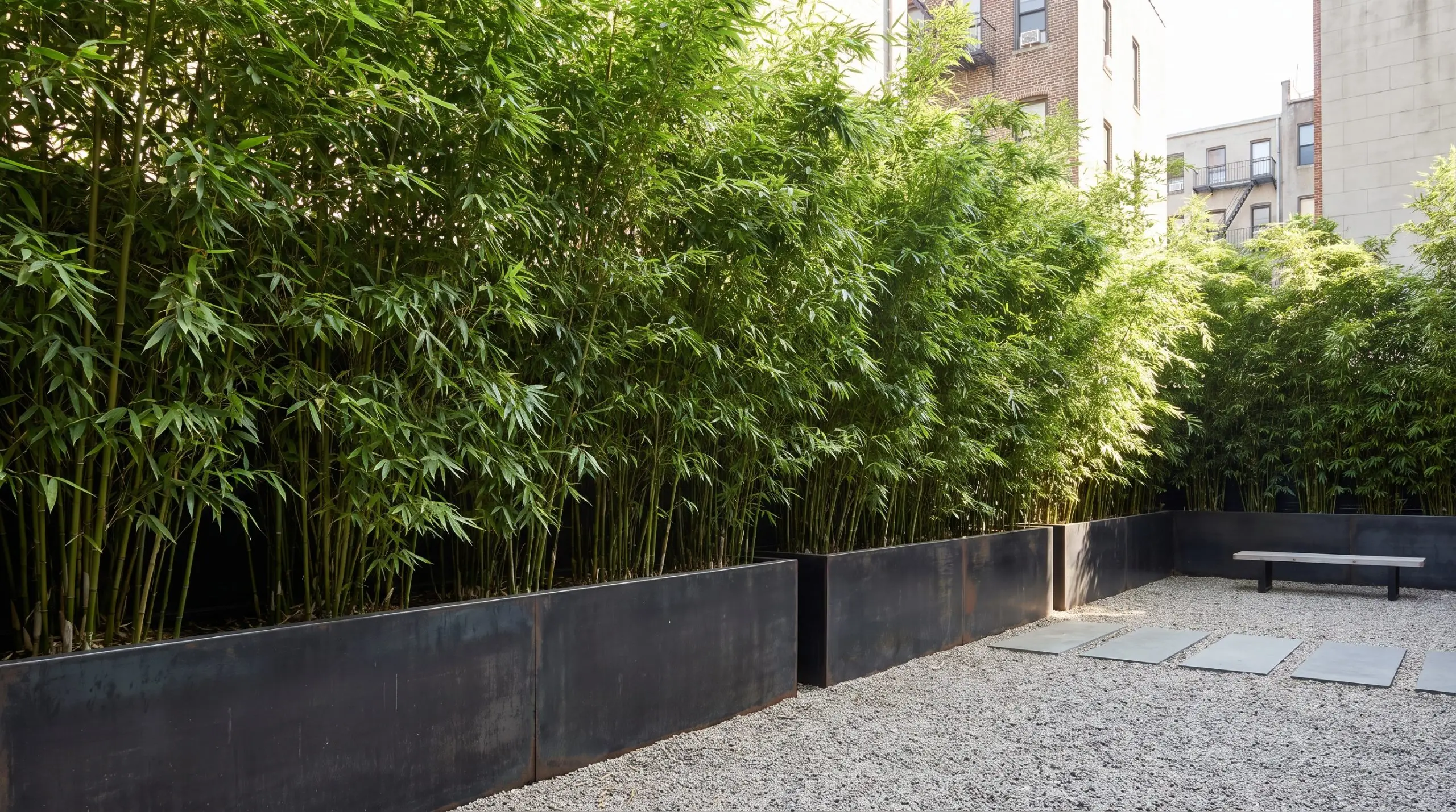 A dense vertical screen of clumping bamboo in matte black Corten steel planters borders a minimalist gravel courtyard in an urban zen garden.