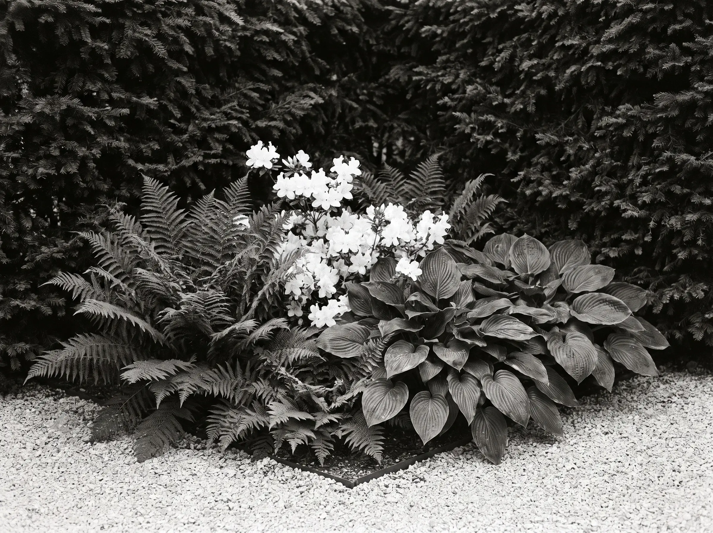 A monochromatic planting bed features dark green ferns, glossy hostas, and white azaleas set against pale crushed stone and dark evergreen needles.
