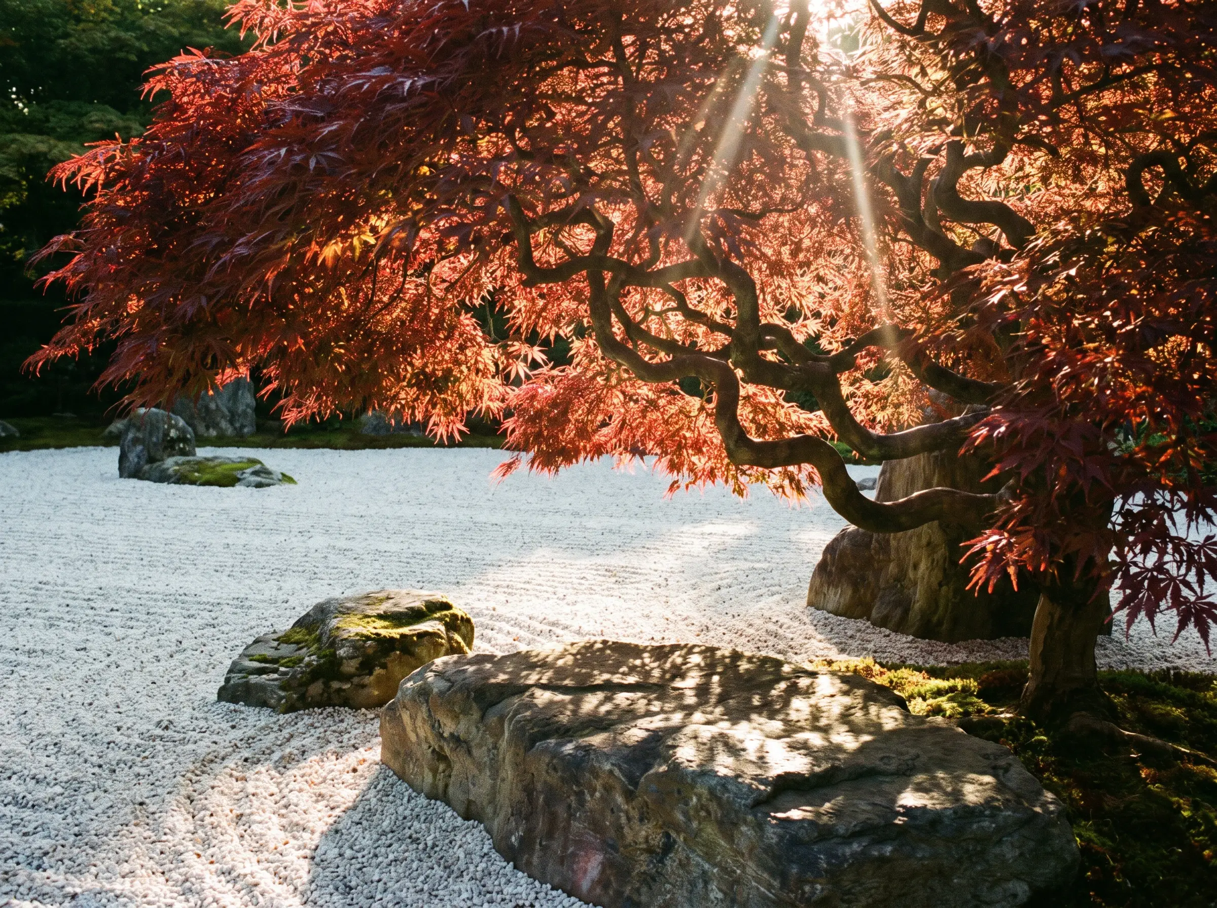 A sweeping dwarf Japanese maple tree with deep red foliage stands at the perimeter of a minimalist dry landscape featuring expansive white aggregate and anchor stones.