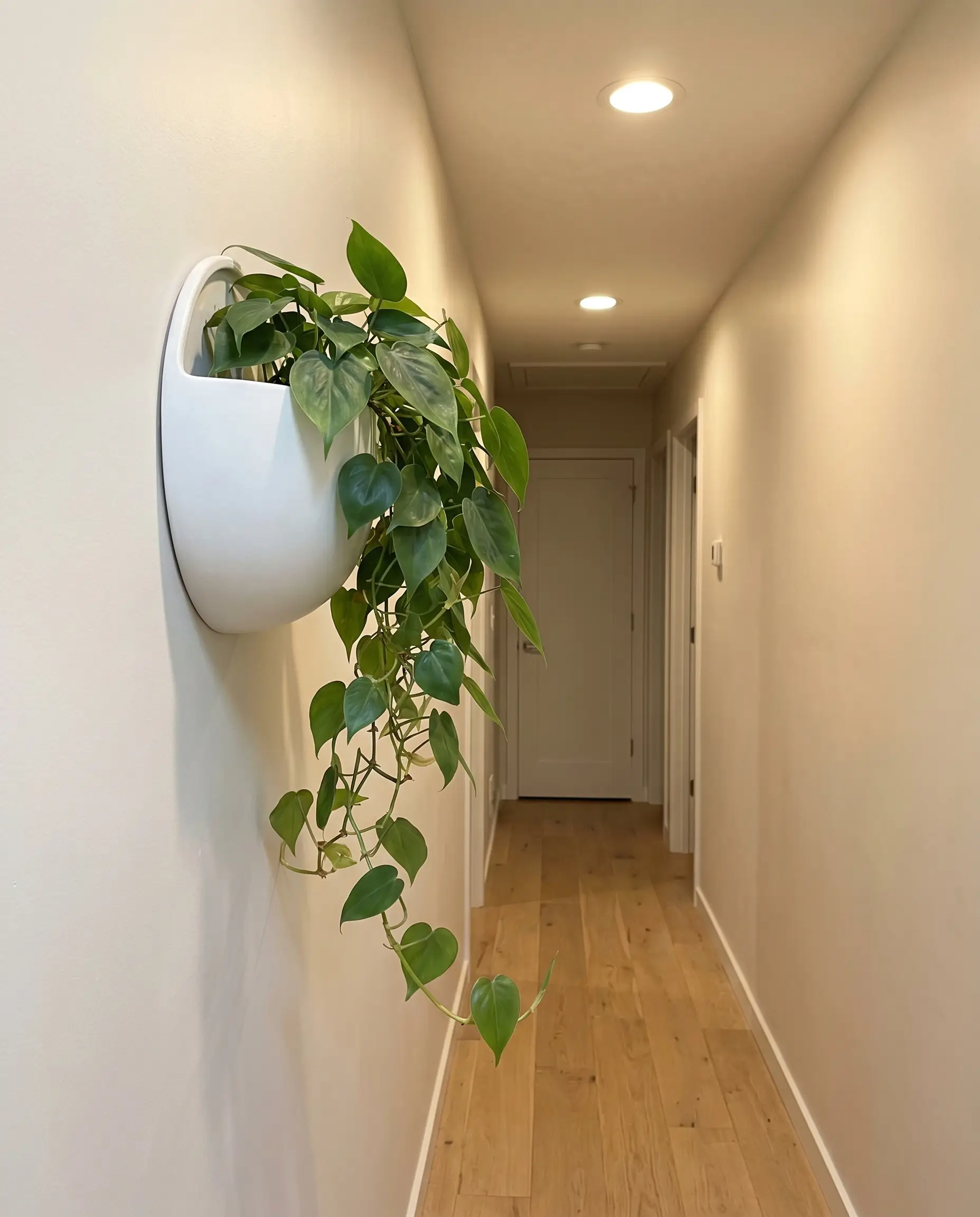 A matte white ceramic flat-backed half-circle wall planter holds a trailing Philodendron plant completely flush against the neutral drywall of the corridor.