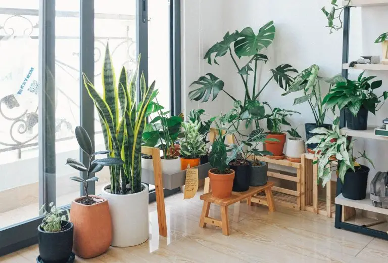 How to Identify Indoor Plants to Decorate Your Home With Confidence